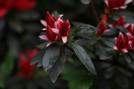 Rhododendron blooming in the garden, closeupの写真素材