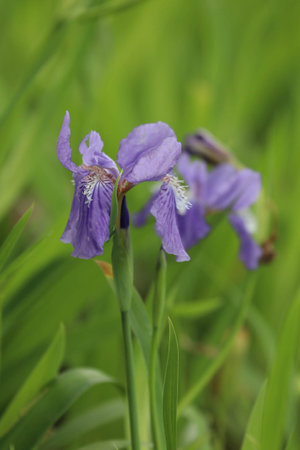 Purple iris flowers in the garden, closeup of photo