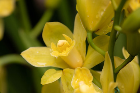 Yellow orchids , Cymbidium  , in the garden. Selective focus with shallow depth of field.