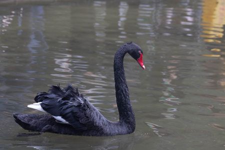 Beautiful Black Swan Floating on the lakeの写真素材
