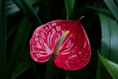 Close up Blossom Red Flower, Flamingo Flower, Anthurium scherzerianumの写真素材