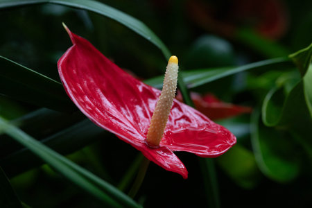 Anthurium flower in a botanical garden in Prague, Czech Republicの写真素材