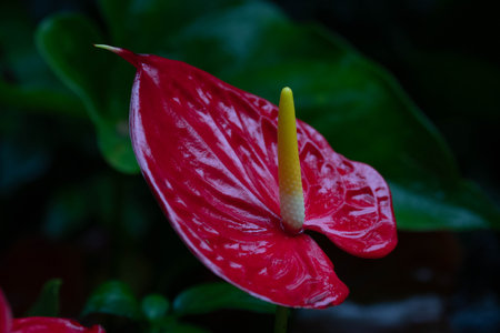 Red anthurium flower in the garden closeup. Selective focus.の写真素材