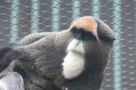 Funny Pose of Fluffy Monkey, Among guenons, De Brazzaâ€™s monkey