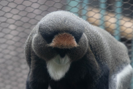 Funny Pose of Fluffy Monkey, Among guenons, De Brazzaâ€™s monkey