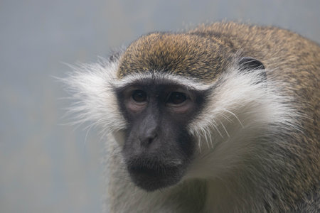 Vervet monkey (Cercopithecus mona)の写真素材