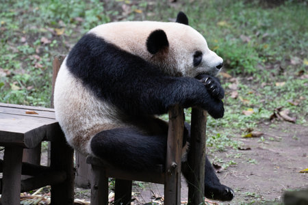 Funny pose of Sleeping Panda in Chongqing, Chinaの写真素材