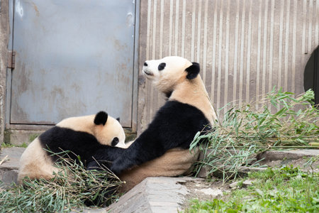 Family Portrait of Precious Moment of Mother Panda and her baby , Chengdu , Chinaの写真素材