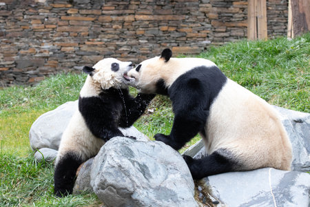 Family Portrait of Precious Moment of Mother Panda and her baby , Chengdu , Chinaの写真素材