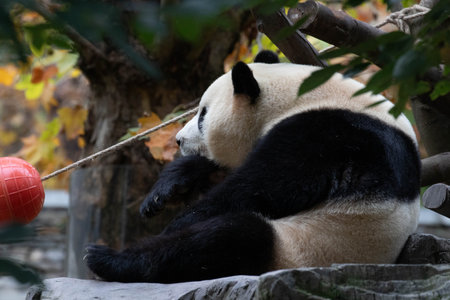 Panda Returned from South Korea, Fu Bao, Wolong Panda Base, Chinaの写真素材