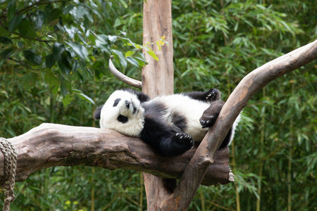 Cute Sleeping Little Panda on the Tree, Shenshuping, Wolong, Chinaの写真素材
