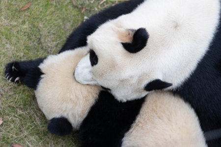 Family Portrait of Precious Moment of Mother Panda and her baby , Chengdu , Chinaの写真素材