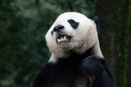 Male Panda Returned from USA, Eating Bamboo Shoot, Shenshuping, Wolong Panda Base, Chinaの写真素材