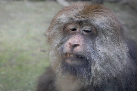 Funny Pose of Monkey, Tibetan monkey ( Pere David's monkey )