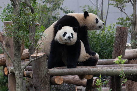 Family Portrait of Precious Moment of Mother Panda and her baby , Chengdu , Chinaの写真素材