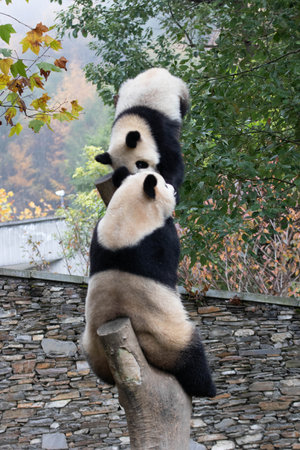 Family Portrait of Precious Moment of Mother Panda and her baby , Chengdu , Chinaの写真素材