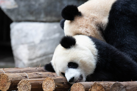 Family Portrait of Precious Moment of Mother Panda and her baby , Chengdu , Chinaの写真素材