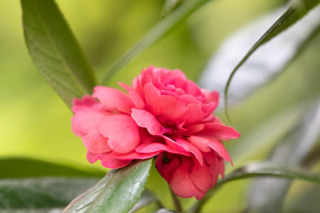 Beautiful Red Camellia in Summerの写真素材