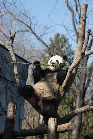 Meng Lan , Male Panda in Beijing Zooの写真素材