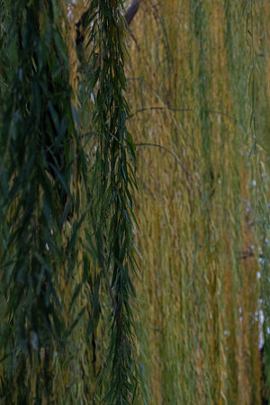 Willow branches in the park, close-up. Beautiful background