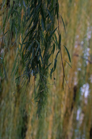 Weeping willow in the autumn park, close-up.
