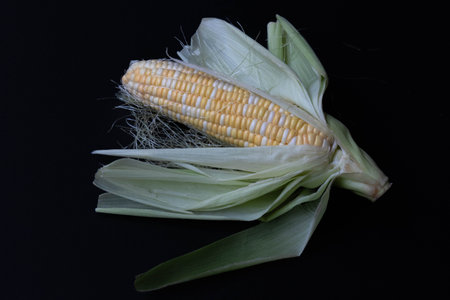 Fresh Organic Corn on Black Background