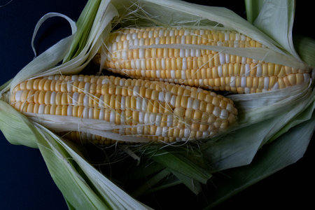 Fresh Organic Corn on Black Backgroundの写真素材