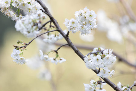 Close up Beautiful Blooming White Cherry Blossomの写真素材