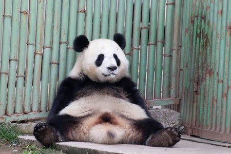 Funny Pose of Panda in Chinaの写真素材
