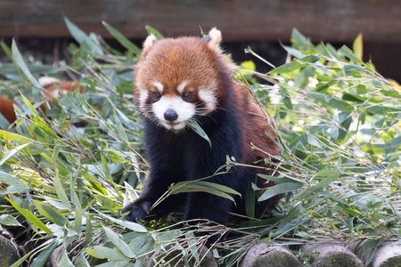 Red Panda (Ailurus fulgens) in the zooの写真素材