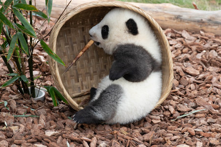 Little panda taking a sun bath, Chengdu Panda Base, Chinaの写真素材