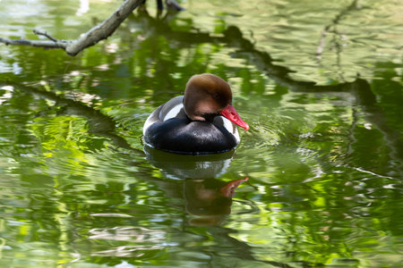 Red-throated pochard swimming on a lake in the park