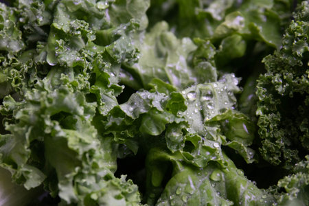 Close up dark green kale with ruffled, curly edges leaves