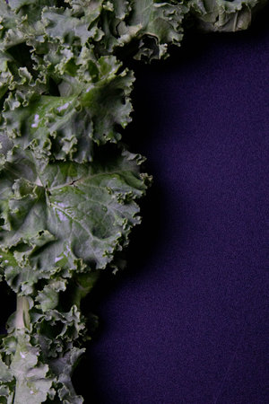 Kale leaves on a dark background. Copy space for text.の写真素材