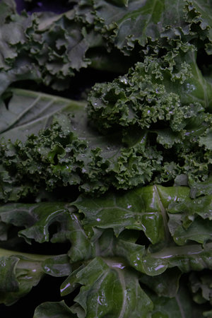 Kale leaves close-up on a dark background, horizontal photoの写真素材