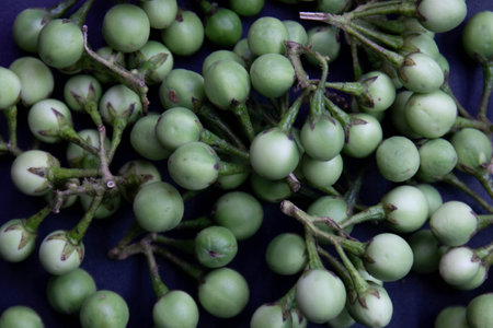 Eggplant on black background, closeup of green seedlingsの写真素材