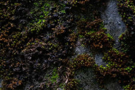 The combination of lighting and shadow, lighting the natural of mosses thriving in crevices.の写真素材
