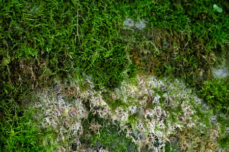 Close up texture of rock and fuzzy moss, the exposed part of the stone mostly bare but shows patches of lichen or algaeの写真素材
