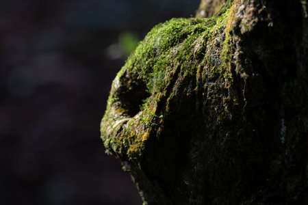 Shadows and highlights on Green Moss that emphasize its textureの写真素材