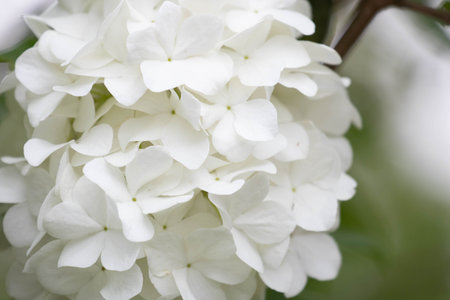 Blossom White Hydrangea with clean, fresh, and elegant with purity and grace in floral symbolismの写真素材