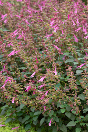 Spring Concept, Blooming Pink flowers, Salvia 'Hot Lipsの写真素材