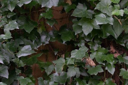 The delicate vine and leaves convey a quiet, natural eleganceの写真素材