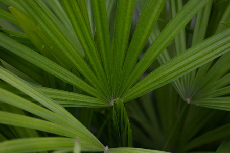 Beauty of Nature , Texture and Pattern of Umbrella Palm or Umbrella Plantの写真素材