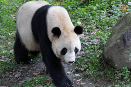 Close up Male Panda, Tai Shan, Shenshuping, Wolong Panda Base, Chinaの写真素材