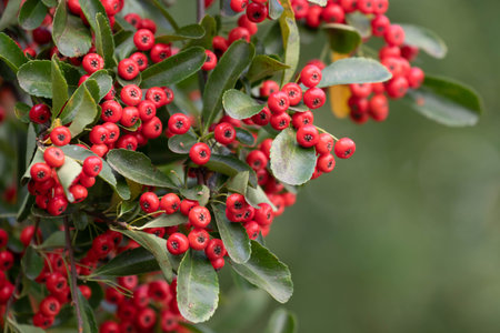 Autumn Concept, Bright red berries, Firethorn (Pyracantha) in the park