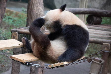 Fluffy panda scratching his fur, Chongqing, China