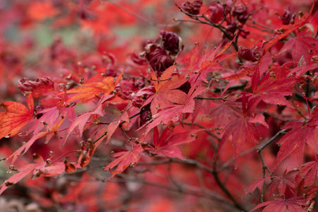 Red maple leaves in autumn, closeup of photo with shallow depth of field
