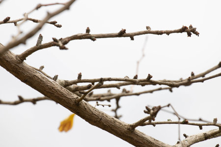 Autumn Concept, Close up Yellow Gingko leaves with the cloudy sky as a backgroundの写真素材