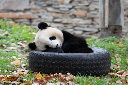 Funny pose of sleeping Panda in Chinaの写真素材