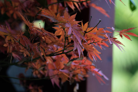 Red maple leaves in autumn, Japan. Shallow depth of field.